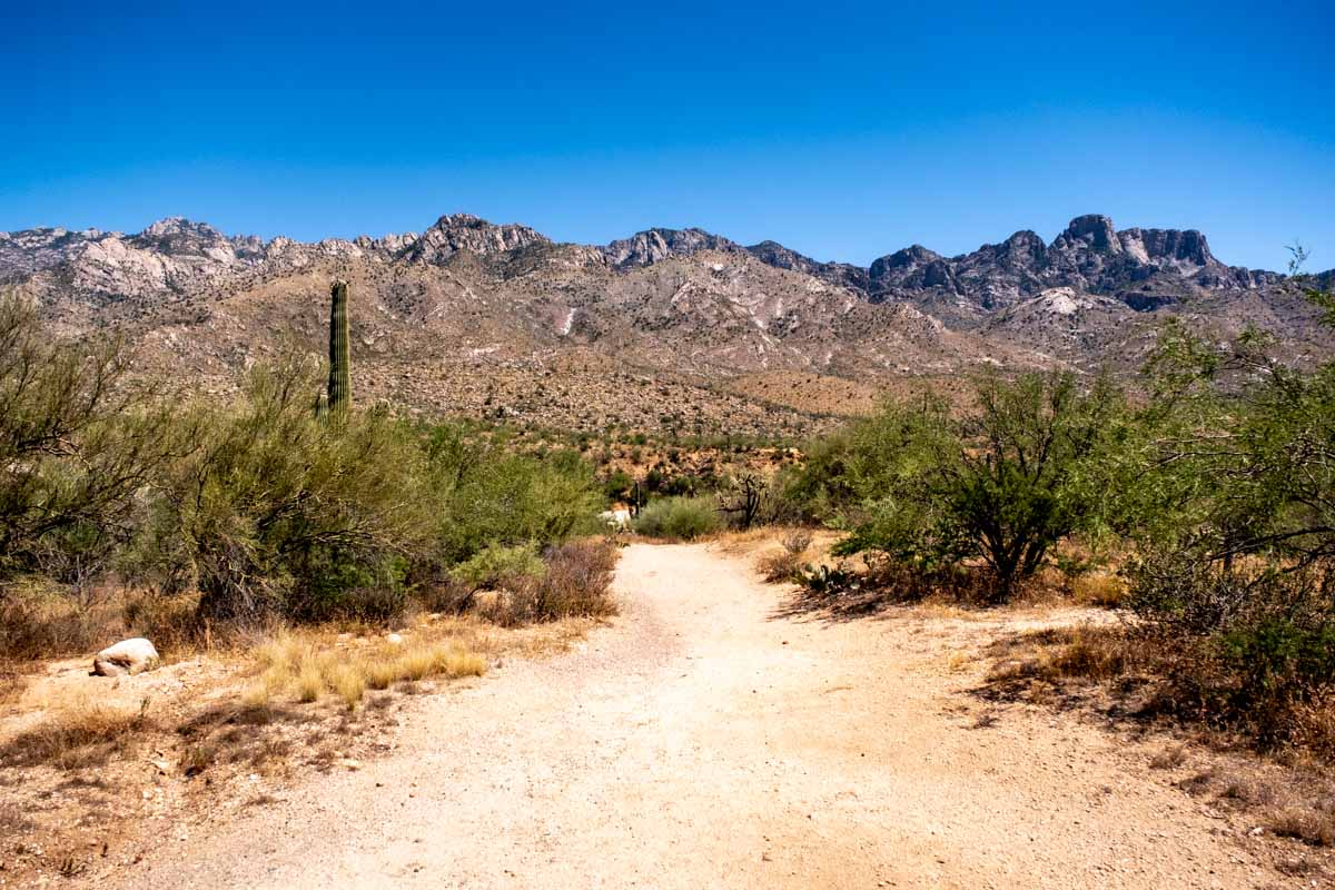 desert pathway with cactus and mountains.