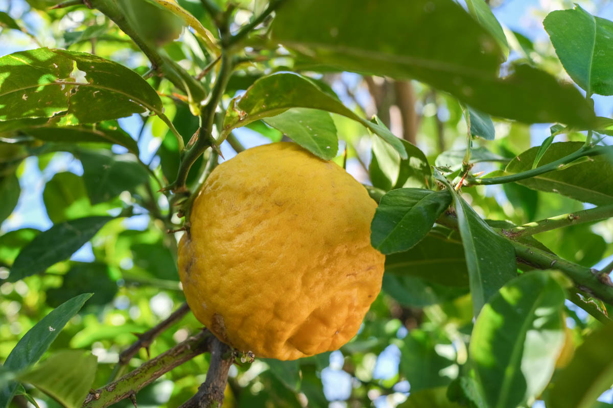 Sunlight coming through the leaves of a lemon tree, lighting the lemon fruit